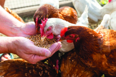 The farmer hand-feeds his hens with grain. Natural organic farmi